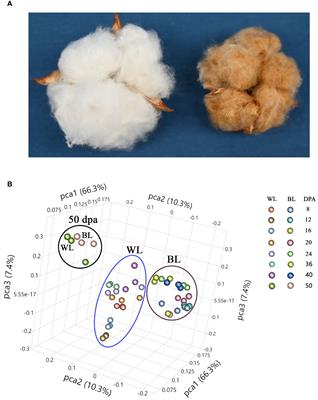 Multi-omics analysis of pigmentation related to proanthocyanidin biosynthesis in brown cotton (Gossypium hirsutum L.)